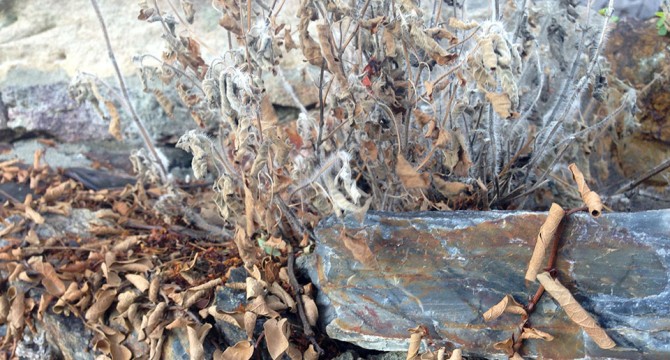 Driest Summer Since 2006 Drought: Hydrophobic Much?