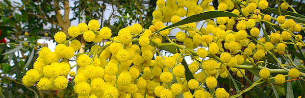 acacia-pycnantha