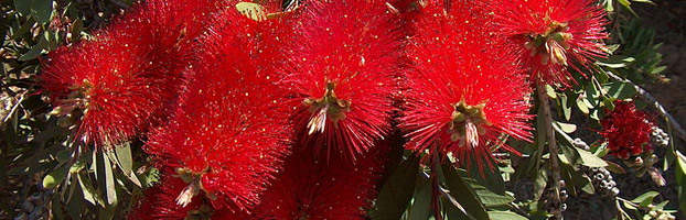 callistemon