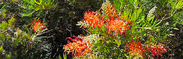 grevillea