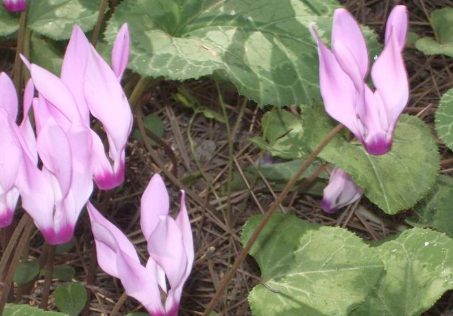 Cyclamen