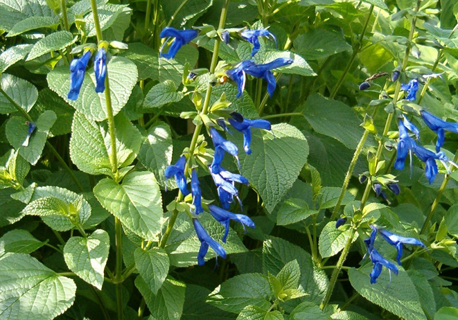 Salvia guaranitica