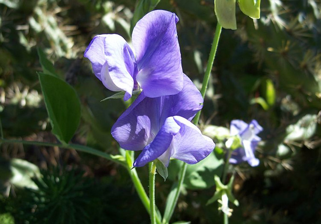 Sweet Peas