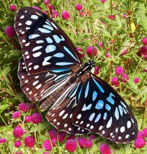 butterfly-garden