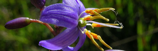 dianella-caerulea