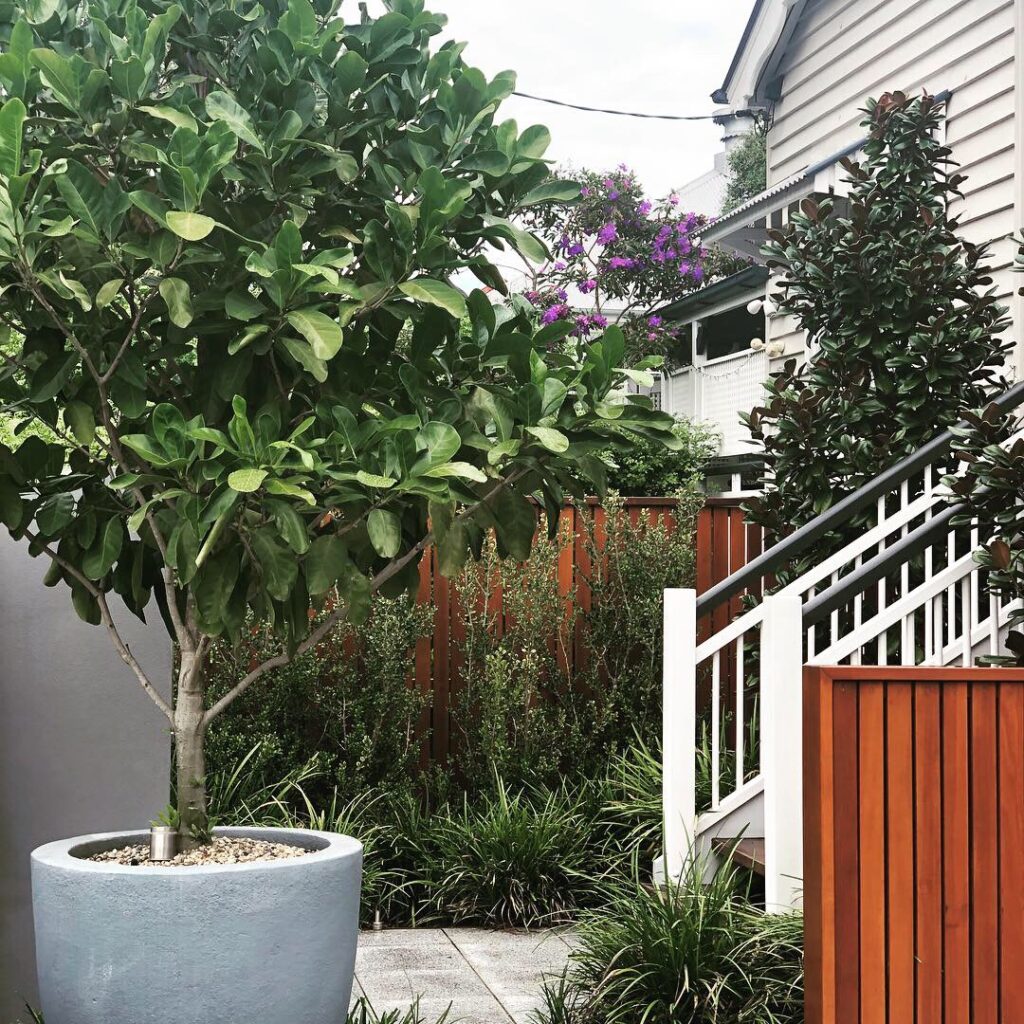 New Farm landscaping randi fitzalani